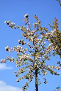 Printemps 2021 - 224