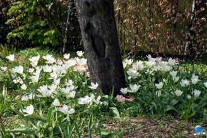 Printemps 2021 - 237