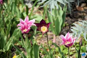 Printemps 2021 - 240
