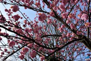 Printemps 2021 - 241