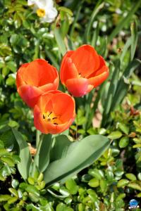 Printemps 2021 - 242
