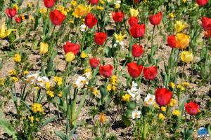 Printemps 2021 - 260