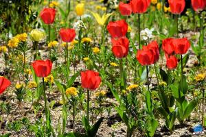 Printemps 2021 - 261