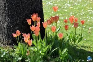Printemps 2021 - 263