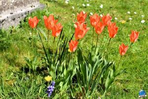 Printemps 2021 - 264
