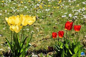Printemps 2021 - 265