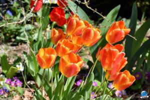 Printemps 2021 - 267