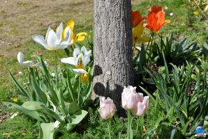 Printemps 2021 - 268