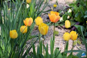 Printemps 2021 - 271