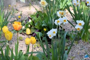 Printemps 2021 - 272