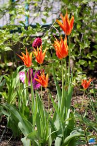 Printemps 2021 - 275
