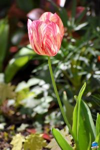 Printemps 2021 - 277