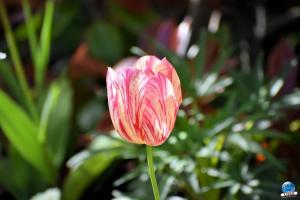 Printemps 2021 - 278