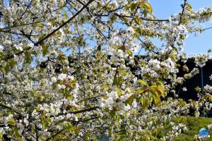 Printemps 2021 - 285