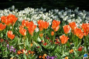Printemps 2021 - 305