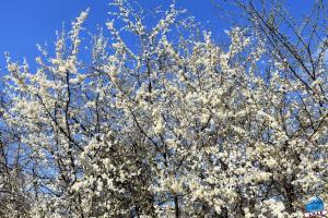 Printemps 2021 - 36