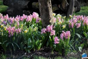 Printemps 2021 - 38
