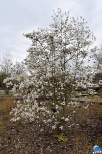 Printemps 2021 - 41