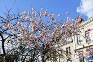 Printemps 2021 - 70