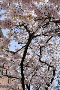 Printemps 2021 - 93
