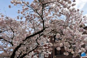 Printemps 2021 - 94