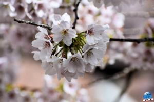 Printemps 2021 - 95