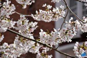 Printemps 2021 - 98