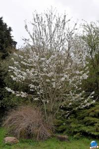 Printemps 2021 - Jardin des Plantes - 31