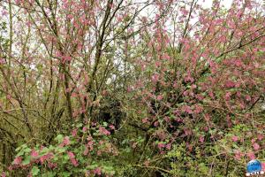 Printemps 2021 - Jardin des Plantes - 32
