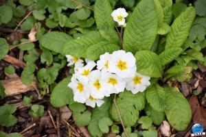 Printemps 2021 - Jardin des Plantes - 33