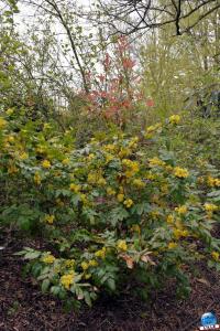 Printemps 2021 - Jardin des Plantes - 34