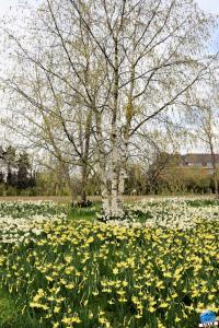 Printemps 2021 - Jardin des Plantes - 36