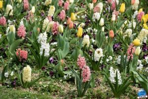 Printemps 2021 - Jardin des Plantes - 42