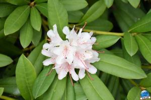 Printemps 2021 - Jardin des Plantes - 48