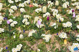 Printemps 2021 - Jardin des Plantes - 52