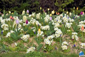 Printemps 2021 - Jardin des Plantes - 53
