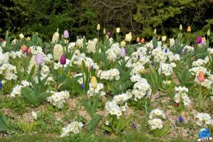 Printemps 2021 - Jardin des Plantes - 54