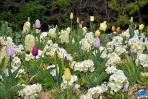 Printemps 2021 - Jardin des Plantes - 55