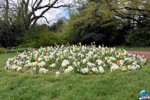 Printemps 2021 - Jardin des Plantes - 57