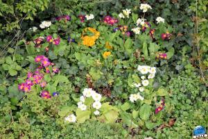 Printemps 2021 - Jardin des Plantes - 58