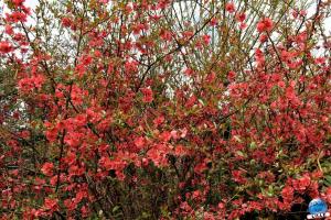 Printemps 2021 - Jardin des Plantes - 66