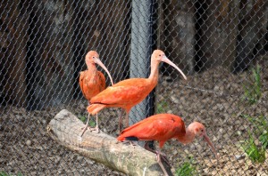 Reportage Zoo de Lille - 07 avril 2017