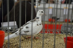 animavia_48_20140420_1358769664