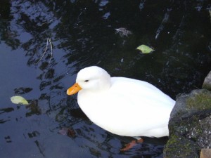 numero_78_20090221_2080642891