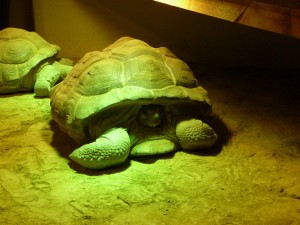 zoo01_10_20120225_1411954418