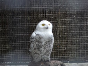 zoo01_12_20120225_1266876640