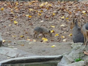 zoo01_13_20120225_1214157511