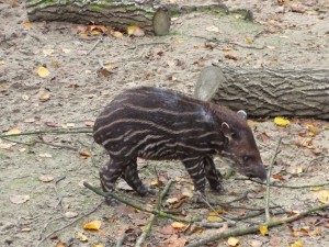 zoo01_14_20120225_1907997732