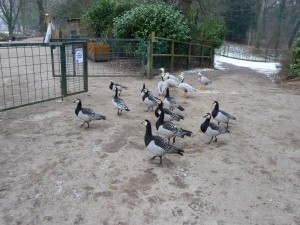 zoo01_15_20120225_1791490548