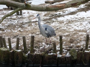 zoo01_16_20120225_2033316995